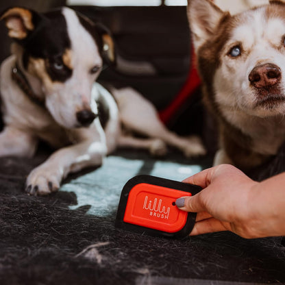 Lilly Brush Mini Pet Hair Detailer, Reusable Fur Remover for Car Interior