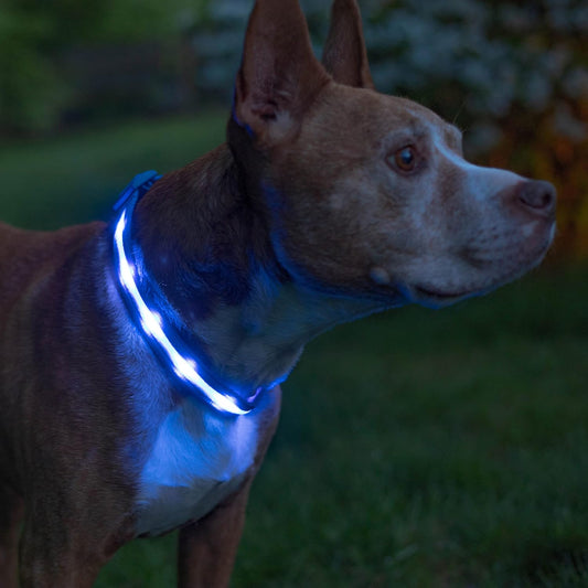 Light Up Dog Collar, The Original LED Dog Collar, Dog Collar Light